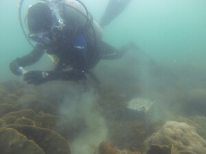 Dr Shelby McIlroy collecting samples amonst the corals at Tung Ping Chau where the pollution was least and the levels of ARGs the lowest